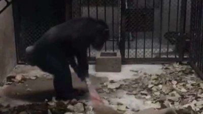 النظافة للجميع.. أنثى قرد تعيد ترتيب قفصها بنفسها