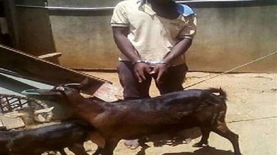 على الرغم من استئذانها.. شاب يواجه إتهامات باغتصاب ماعز