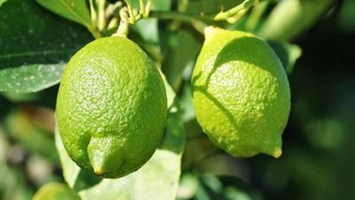 خبير زراعي يكشف سبب ارتفاع أسعار الليمون