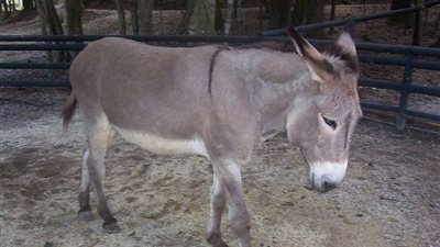 إصابة 17 طفل بـ