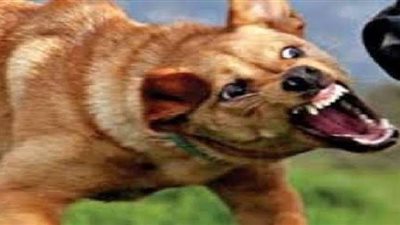 3 عاطلين يحرضون كلب لـ