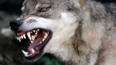 بالصور.. اكتشاف رأس ذئب عمرها 40 ألف سنة