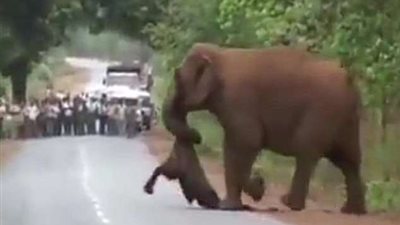 بالفيديو.. أول جنازة لفيل بالهند