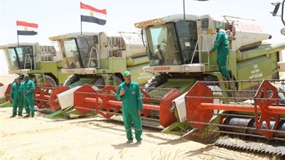 بدء الحملة القومية للنهوض بالذرة الشامية ببورسعيد.. واختيار 4 حقول إرشادية