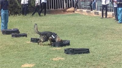 بالفيديو.. قوات الشرطة تضبط أطنانًا من المواد المخدرة