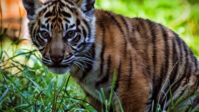 القبض على مسافر حاول تهريب 