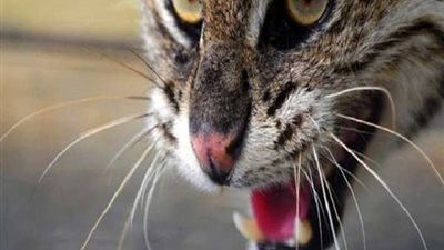 القطط تهدد الملايين حول العالم!