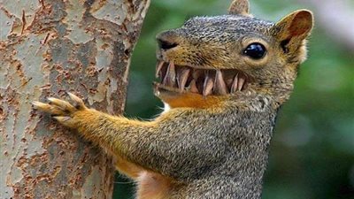 السنجاب وشرائح البطاطس.. وجبة تدخل قائمة الأطعمة المفيدة