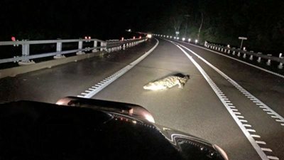 بعد انتشار التماسيح.. أستراليا في مهب الأعاصير والفيضانات