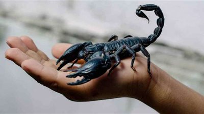 دراسة حديثة: سم العقرب 