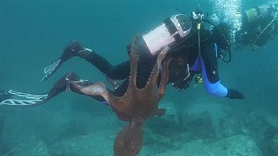 بالفيديو.. أخطبوط يحاول إغراق غواص في بحر اليابان