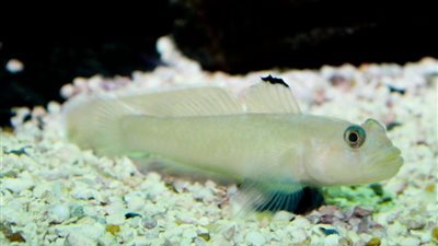 دراسة: الأسماك لها القدرة على تمييز نفسها