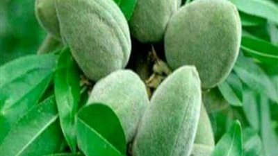 أبرزها الحماية من السرطان وأمراض القلب.. 7 فوائد لـ 