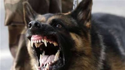 كلب ضال يعقر 9 أطفال في قرية أبو عرصة بالدقهلية