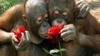 حدائق الحيوان تحتفل بعيد الحب على طريقتها الخاصة