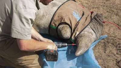 لحمايته من الانقراض.. تنفيذ مشروع لتسميم وحيد القرن