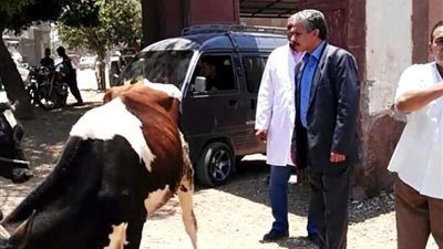 رئيس مركز ملوي يتابع أعمال التحصين ضد الحمى القلاعية بالمنيا