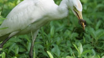 انتشار أبو قردان بالمناطق السكنية بالداخلة في الوادي الجديد