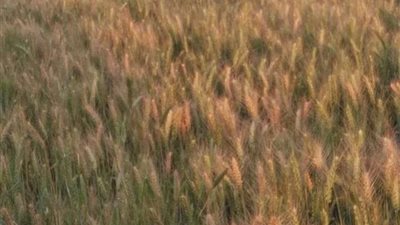 محافظ البحيرة: استمرار أعمال توريد محصول القمح للشون والصوامع بالبحيرة