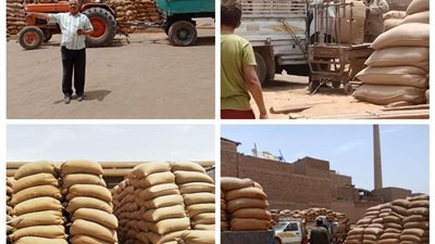 محافظ بني سويف: توريد 100% من القمح  قبل انتهاء موسم  2018/2019