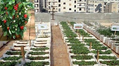 من سطح المنزل.. 