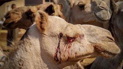 إخلاء سبيل 3 تجار في قضية تعذيب الجمال