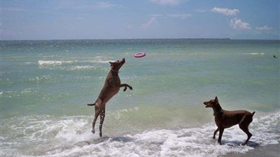 للحيوانات فقط.. شاطئ يوفر كل سُبل الراحة للكلاب