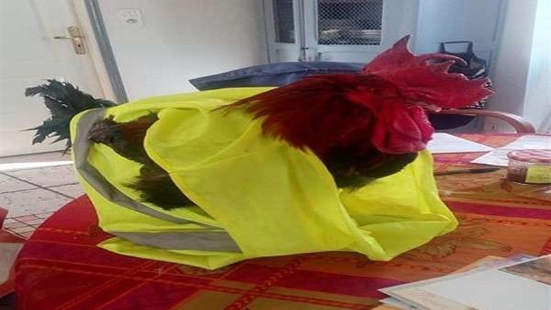 بلدنا اليوم