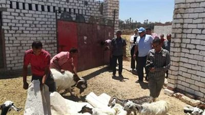 محافظ الوادي الجديد يتفقد مشروع تربية الماعز بالراشدة