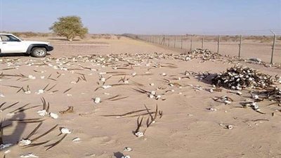 جماجم غريبة تثير خوف رواد مواقع التواصل الاجتماعي