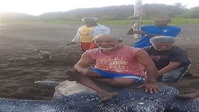 بالفيديو.. صيادون يحولون سلحفاة نادرة إلى 