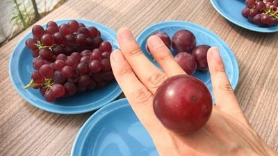 بالفيديو.. بيع عنقود عنب بـ 11000 دولار