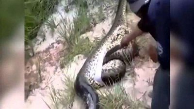 عجوز شجاعة تتخلص من الأفاعي بيديها العاريتين.. (فيديو)