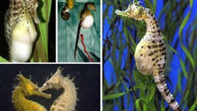 إحباط محاولة تهريب كميات كبيرة من حيوان «فرس النهر»