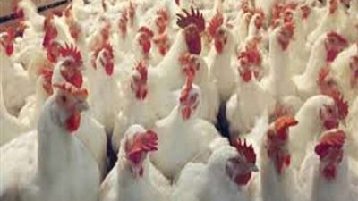 غلق 14 مزرعة دواجن إداريا لمدة 3 شهور لمخالفتها للقانون بالغربية