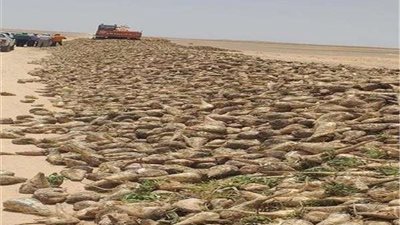 وزير الزراعة يتابع نتائج تجربة إنتاج بنجر السكر