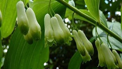 أبرزها علاج السل.. 7 فوائد ذهبية لعشبة خاتم سليمان