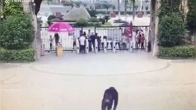 بالفيديو.. هروب 