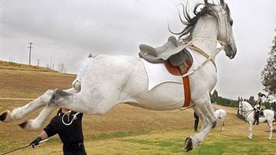 التصريح بدفن جثة طفل ركله حصان في حفل زفاف بشبرا الخيمة