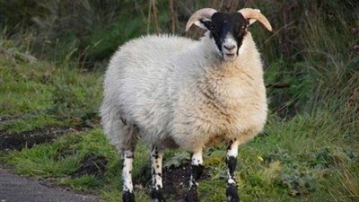 قبل عيد الأضحى.. «الأزهر» يكشف ضوابط الذبح