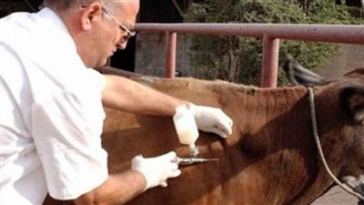 بيطري الشرقية يُحصن 155 ألف و 70 رأس ماشية ضد الحُمى القلاعية