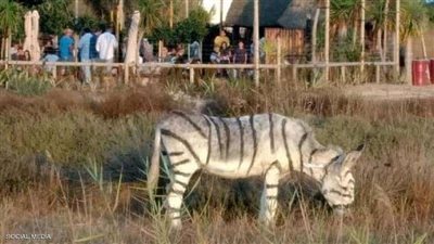 الحمير الوحشية المزيفة تثير غضبا في إسبانيا.. والسلطات تحقق