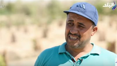 مدير مزرعة : الزيتون لا يصاب بالحشرات عند زراعته بطور سيناء.. ( فيديو)