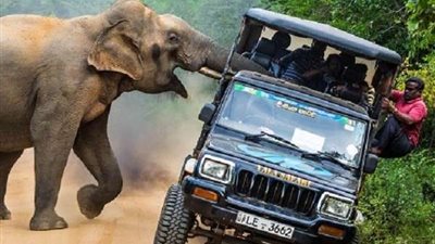 فيل يهاجم سائحين بمحمية طبيعية في جنوب أفريقيا