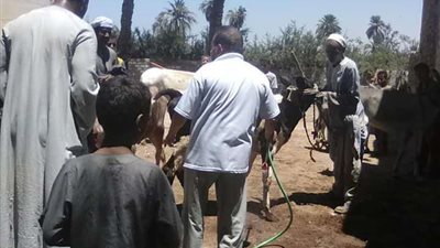 جامعة أسيوط تعلن إطلاق سلسلة قوافل بيطرية لعدد من مراكز المحافظة