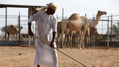 روث الإبل .. أحدث وسائل الإمارات لإنتاج الأسمنت