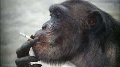 شاهد.. قرد يدخن السجائر باحترافية برفقة صاحبه (فيديو)