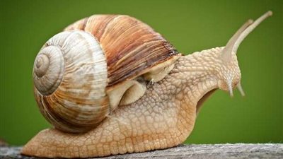 نقمة تحولت إلى نعمة.. إفرازات 