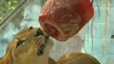 لمواجهة حرارة الصيف.. حديقة حيوان تقدم وجبات مثلجة للنمور