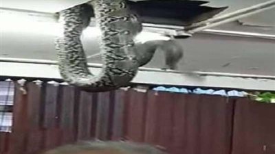 ثعبان يجبر نواب البرلمان على الهرب من الإجتماع (صور)